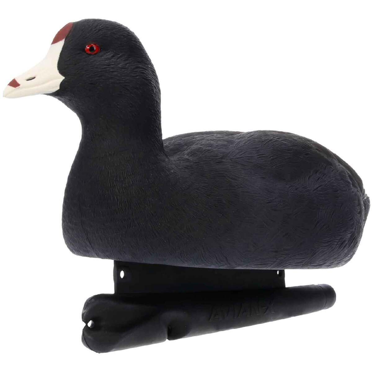 Avian X Top Flight Coot Duck Decoys - 6 Pack 3 Avian X Top Flight Coot Duck Decoys - 6 Pack