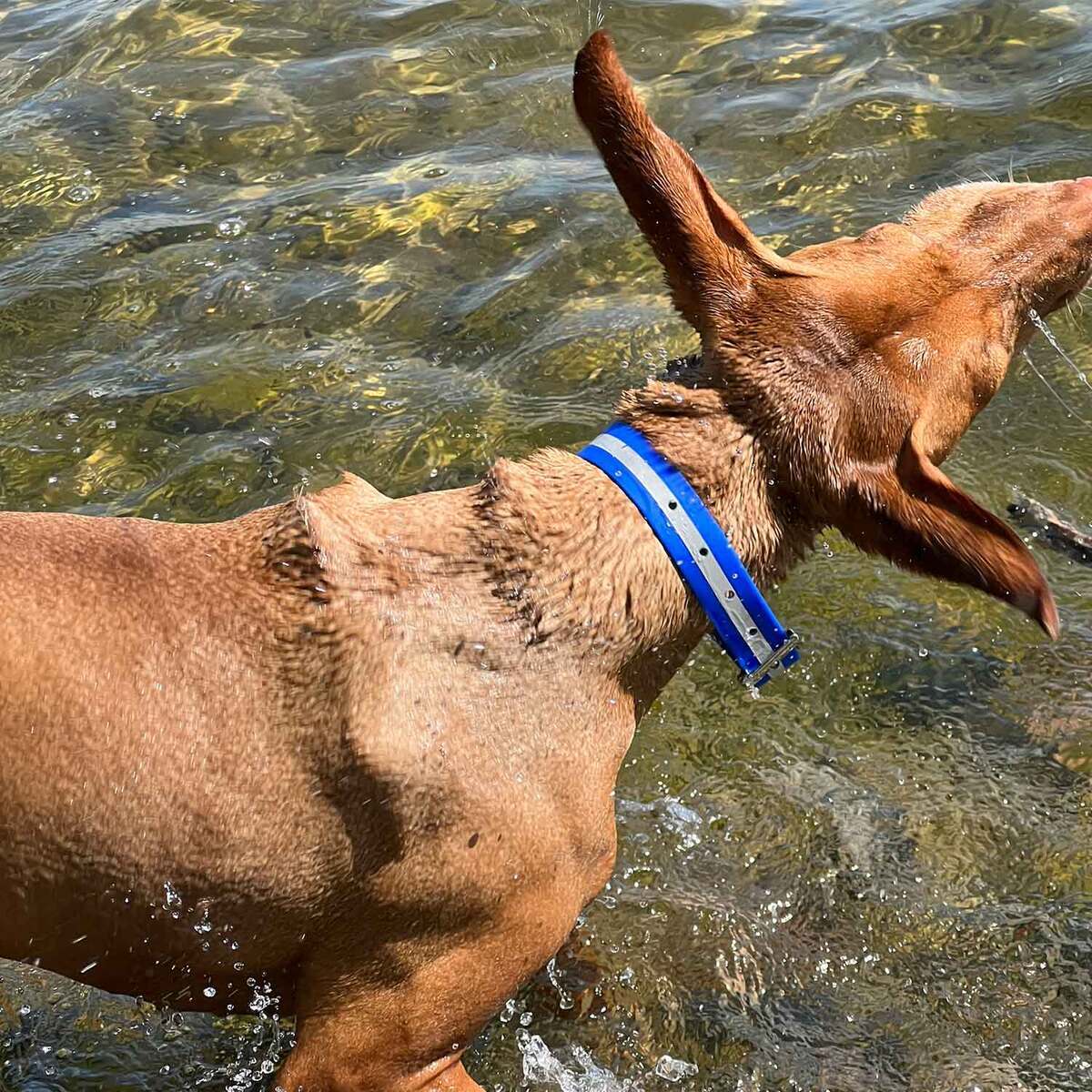 ROCT Outdoors Upland Field w/ Reflective Band Traditional Collar