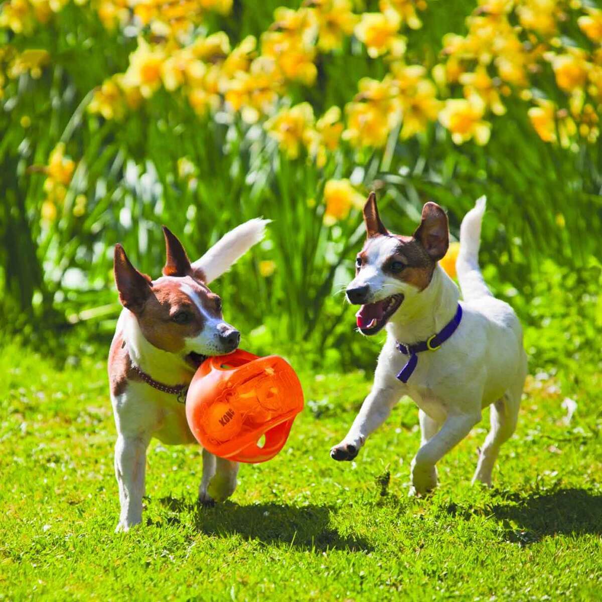 KONG Jumbler Tug Fetch-And-Tug Dog Toy - Small/Medium