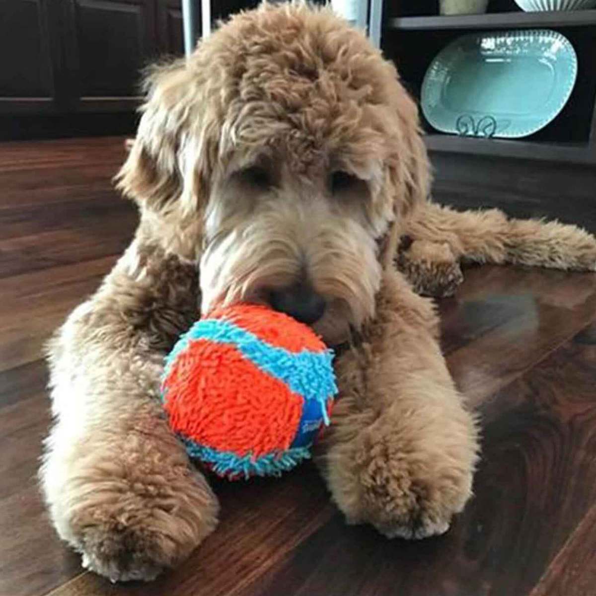 Chuckit Indoor Ball